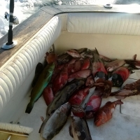 Fish on deck