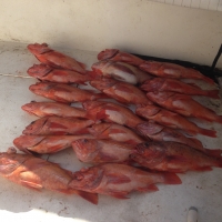 Reds on deck