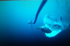 Sharks!!